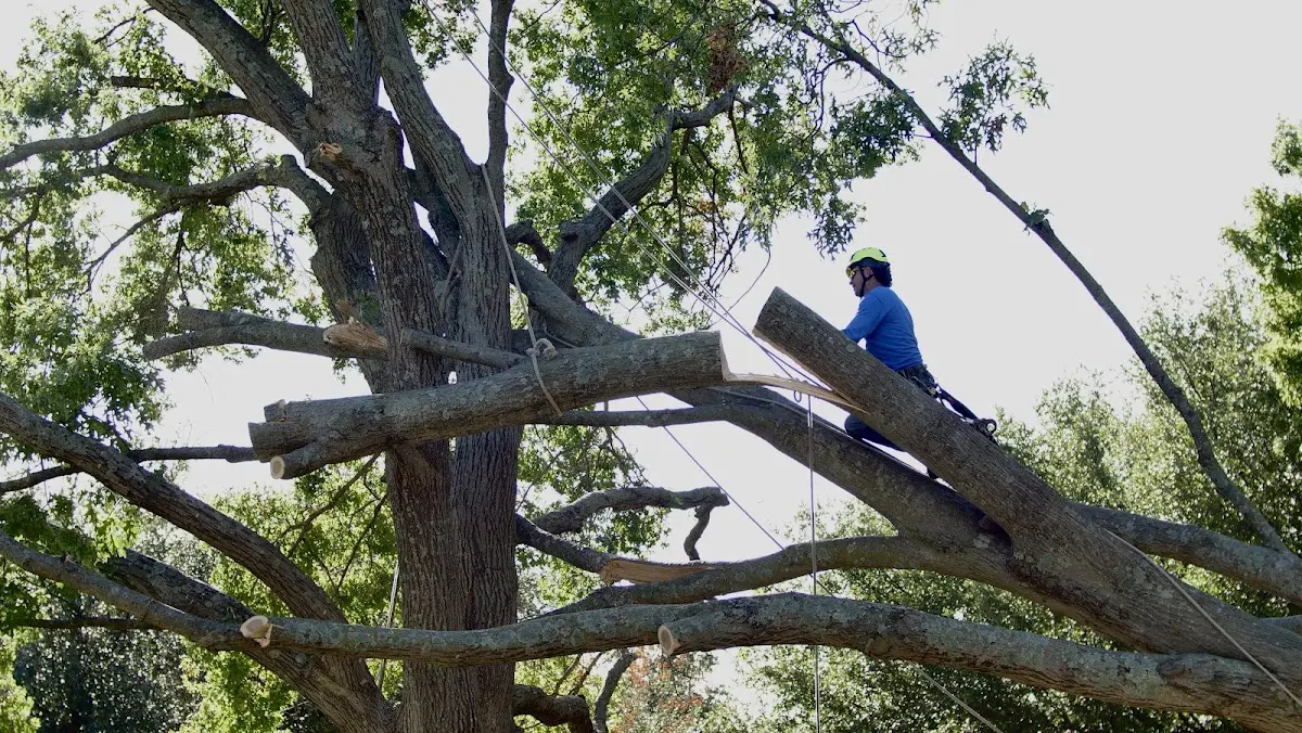 Professional Crown Thinning performed by certified arborists in Hazen